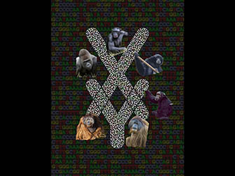 X and Y letters made of DNA alphabet surrounded by images of apes